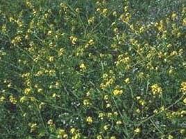 If we do not have a picture for this weed, or you can provide a better picture (scan, digital camera etc) please please e-mail it to us.