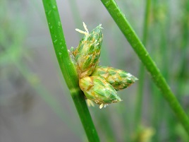 If we do not have a picture for this weed, or you can provide a better picture (scan, digital camera etc) please please e-mail it to us.