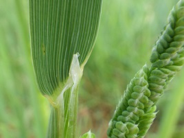 If we do not have a picture for this weed, or you can provide a better picture (scan, digital camera etc) please please e-mail it to us.