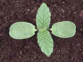 If we do not have a picture for this weed, or you can provide a better picture (scan, digital camera etc) please please e-mail it to us.